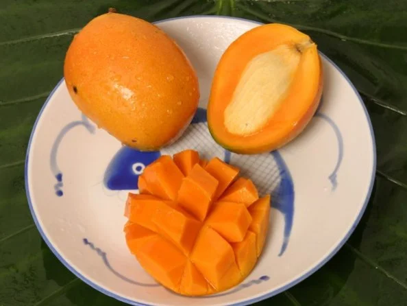 Golden Mango Trees — Guacalina Nursery & Broker